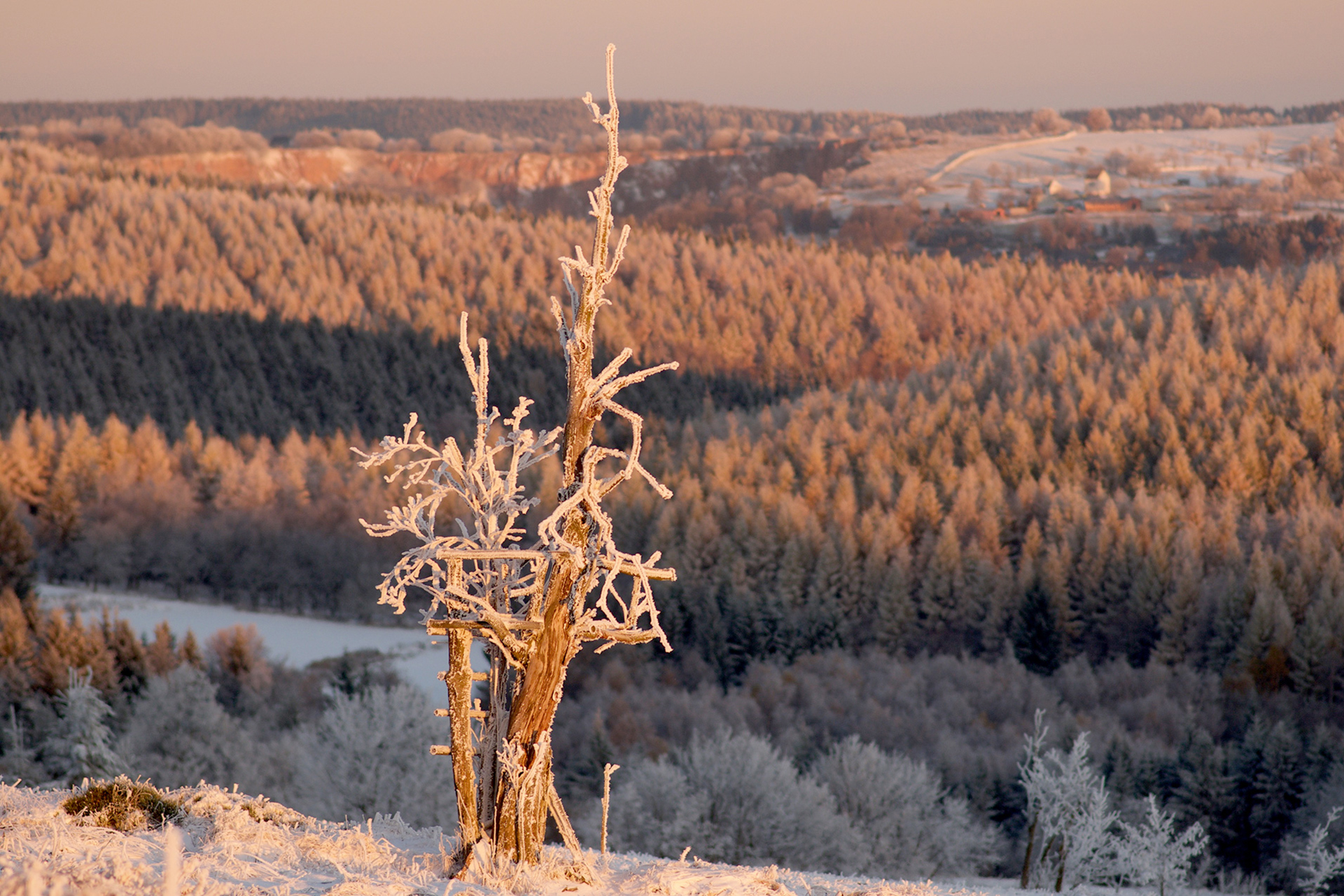 ErzgebirgskammWinterBaumPingeHintergrund